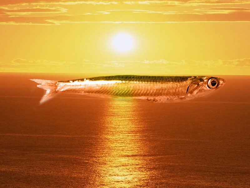 fileto kapnistou gavrou se ladi