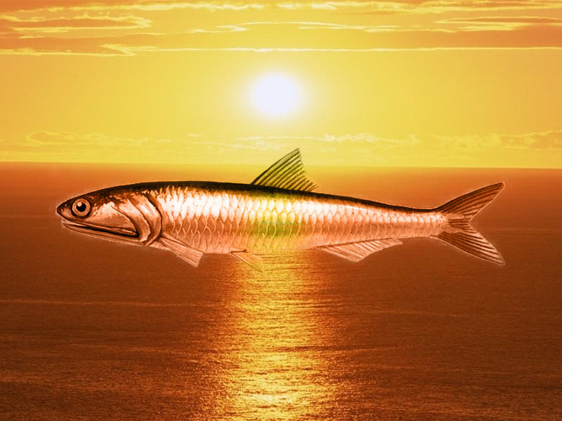 fileto kapnistou pastou gourlomati se ladi