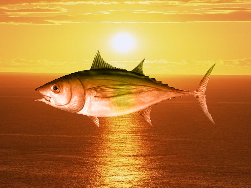 fileto kapnistou tonou alalunga se ladi