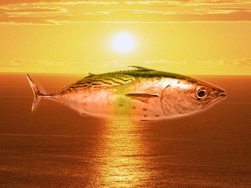 fileto pastis palamidas se ladi