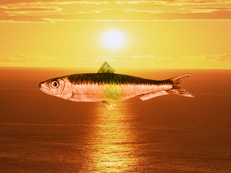 fileto pastis sardelas se ladi