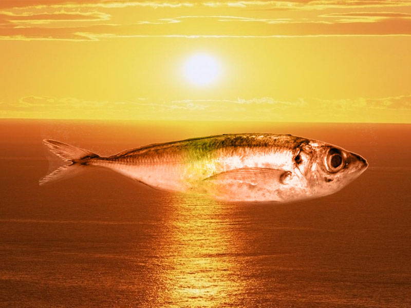 fileto pastou kapnistou safridiou se ladi