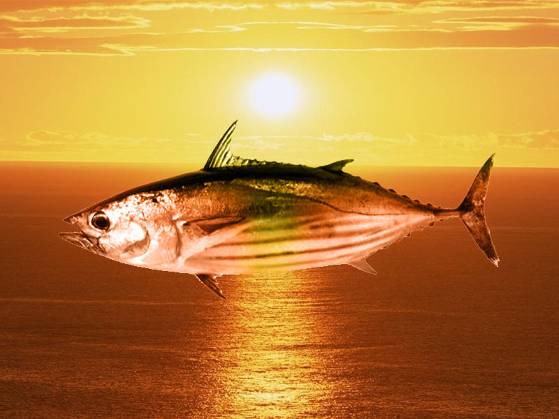 fileto pastou kapnistou tounaki taska