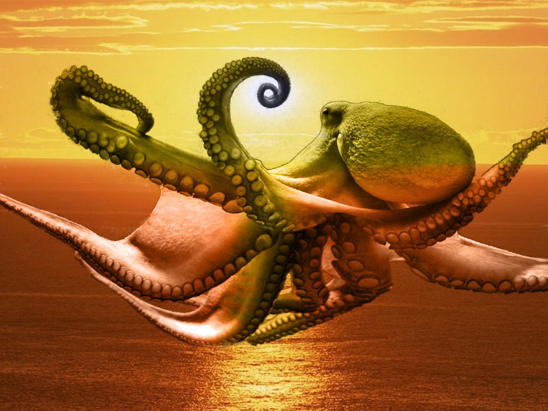 fileto xtapodiou se xidi