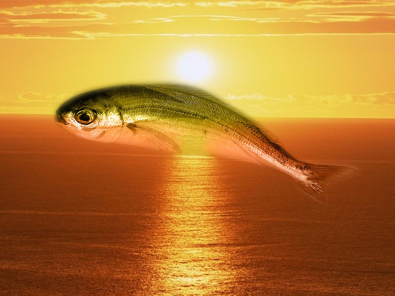 kapnisti gopa se ladi