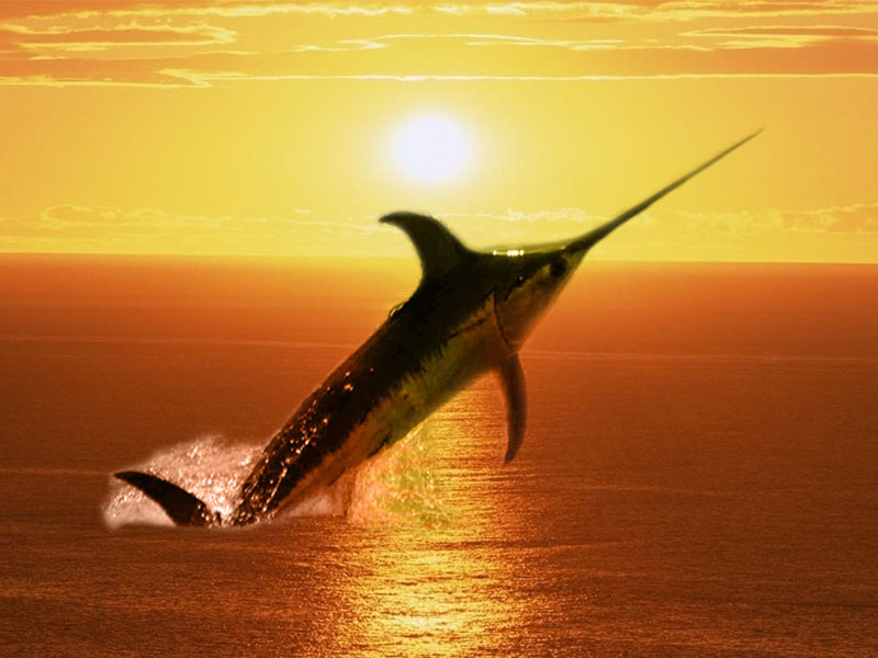 loukanika kapnistou xifia